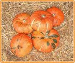 Sritong 028 F1 Kabocha Oranje pompoen 1000 zaden
