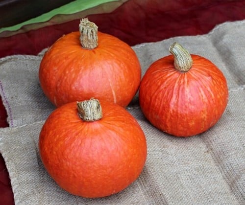 Madiba F1 Kabocha Buttercup Pompoen kleinverpakking