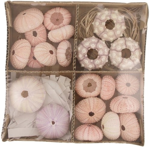 Zeeegel Mix Sea Urchin Doos