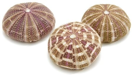 Zeeegel Sea Urchin Alfonso Large 10 stuks