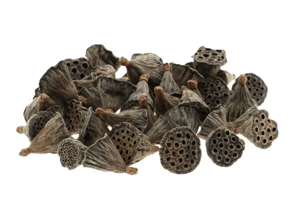 Lotus Medium 3–5 cm zak ca. 50 stuks