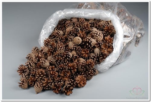 Dennenappel Silvester ca. 5 kg