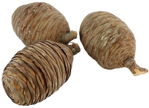 Dennenappels Cedar Cone Dichte Naturel 3 stuks