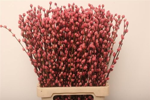 Katjeswilg Gekleurde Wilgenkatjes Salix Lichtroze bundel 10 stuks