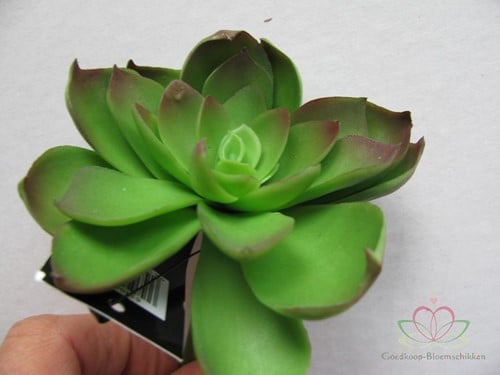 Echeveria Groen Latex Succulent 