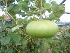 Corsican Lagenaria fleskalebas basiseenheid