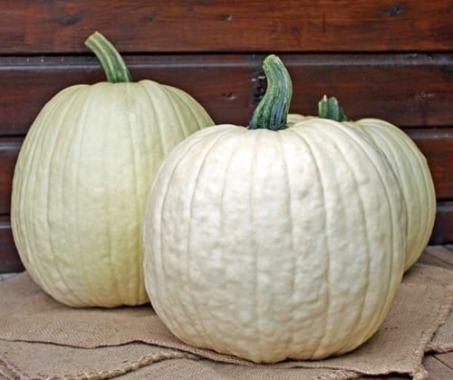 White Lightning F1 PMT Witte grote Halloweenpompoen 5.5-7 kg 250 zaden