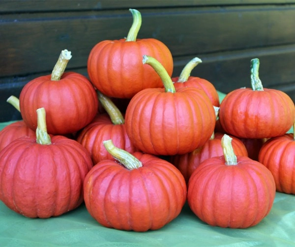 Miss Sophie Red kleine pompoen basiseenheid zaden  