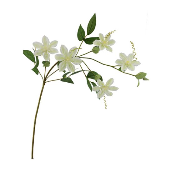 Clematis Dubbel Crème Zijdenbloem 78 cm per stuk