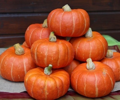 [A-023682-5] Marmito F1 Kabocha Buttercup 1000 zaden