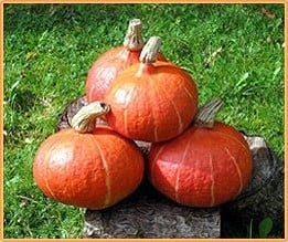 [A-009797] Zora F1 Hokkaido Eetpompoen 50 zaden