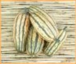 [A-018122] Honeyboat Delicata Pompoen zaden