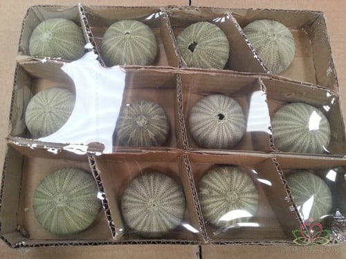 [A-010124] Zeeegel Groen 12 stuks
