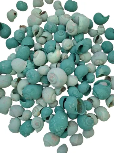 [A-017122] Nattai schelpen Green Washed 500 gram