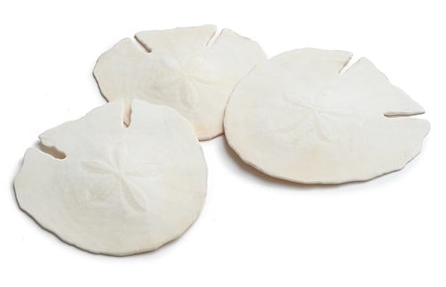 [A-018865] Arrowhead Sand-dollar schelpen 14 cm 4 stuks