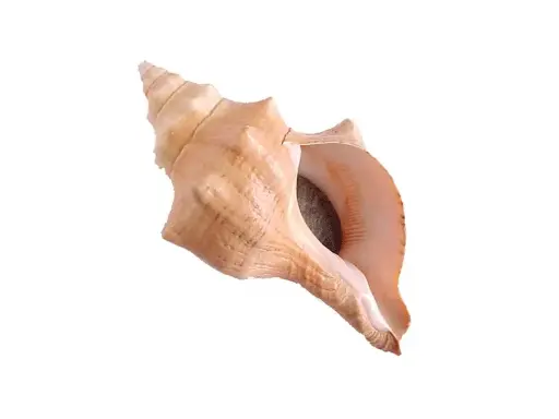 [A-018919] Fasciolara Trapezium schelp 10-12 cm per stuk