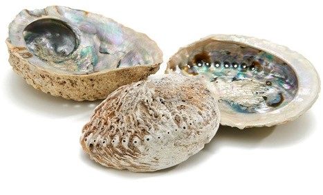 [A-024265] Abalone schelp extra groot formaat 14 cm per stuk