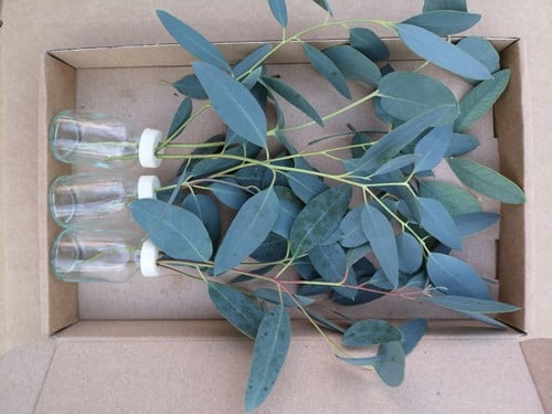 [A-019429] Glas 3 flesjes bloemen Eucalyptus in doosje