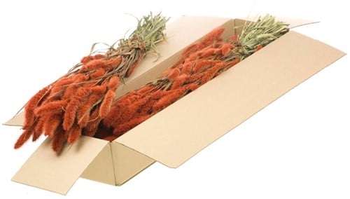 [A-021098] Setaria Trosgierst SB Burnt Orange