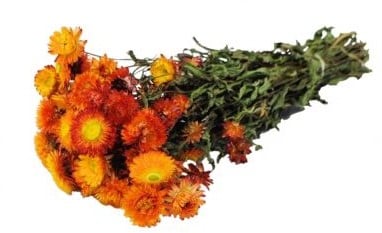 [A-022110] Helichrysum droogbloemen Oranje bundel