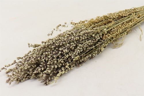 [A-022130] Briza Minima in hoes bundel ca. 70 cm