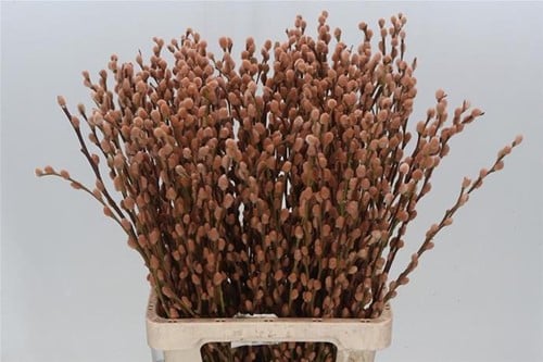 [A-023898] Katjeswilg Gekleurde Wilgenkatjes Salix Latte/Oranje bundel 10 stuks