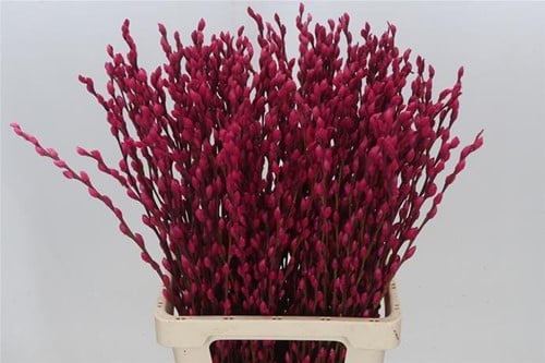 [A-023900] Katjeswilg Gekleurde Wilgenkatjes Salix Cerise bundel 10 stuks