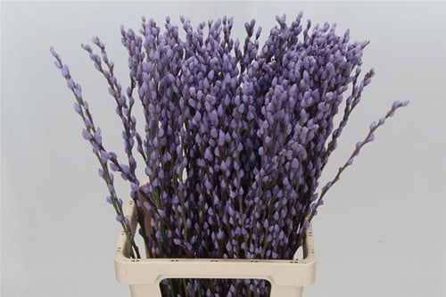 [A-023904] Katjeswilg Gekleurde Wilgenkatjes Salix Milka Lila bundel 10 stuks