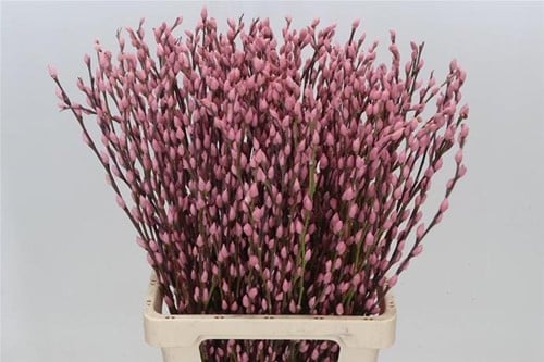 [A-023906] Katjeswilg Gekleurde Wilgenkatjes Salix Nieuw Roze bundel 10 stuks