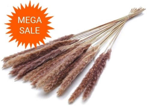 [A-024609] Pacific zilvergrass plume Natural droogbloemen 70 gram