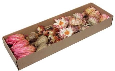 [A-026089] Protea de luxe Exotic assortiment Naturel doos 30 stuks