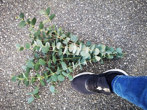 [A-012991] Eucalyptusblad dhz Mooi blad Bundel wat langer of voller