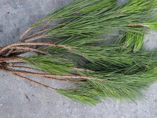 [A-019404] Pinus Strobus DennenGroen bos ca. 55cm Mooi dennengroen