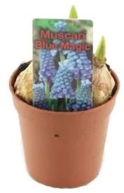 [A-024063] Blauwe druifjes Muscari Blue Magic 3 bolletjes in potmaat P 5 