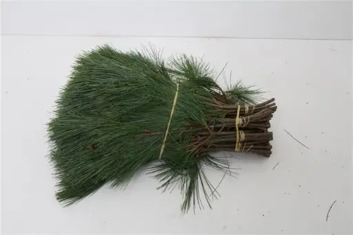 [A-025023] Kiefer dennen groen bos 10 stuks ca. 40 cm