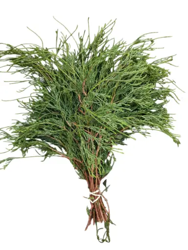 [A-025090] Chamaecyparis Filifera bundel ca. 50 cm