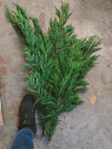 [A-025145] XL bundel conifeer groen vers