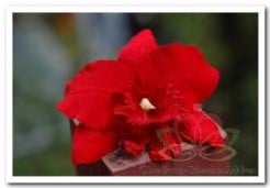 [A-007302] Rode Orchidee Zijden bloem