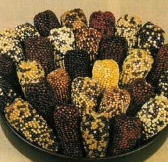 [A-000980] Zea Indian Berries siermaiszaden 250 zaden