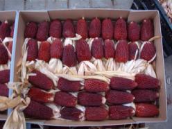 [A-000987] Zea Aardbeienmais siermaiszaden 100 zaden