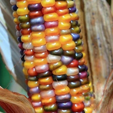 [A-023669-2] Zea Glass Gem siermaiszaden grote kolven kleinverpakking