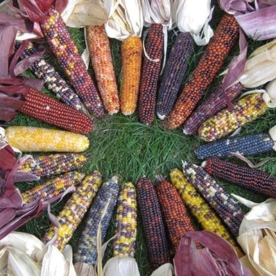 [A-023670-2] Zea Rood Husk siermaiszaden kleinverpakking
