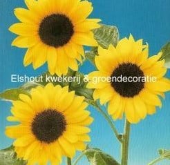 [A-002042] Helianthus Tosca / Daphne Zonnebloemzaden 3000 zaden