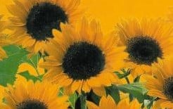 [A-017974] Helianthus Sunrich Orange F1 Zonnebloemzaden kleinverpakking