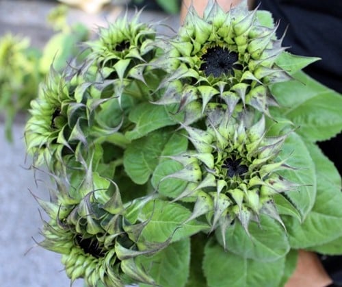 [A-025267-4] Helianthus SunFill Purple F1 Zonnebloemzaden 1000 zaden