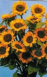 [A-017975] Helianthus Sonja Zonnebloemzaden kleinverpakking