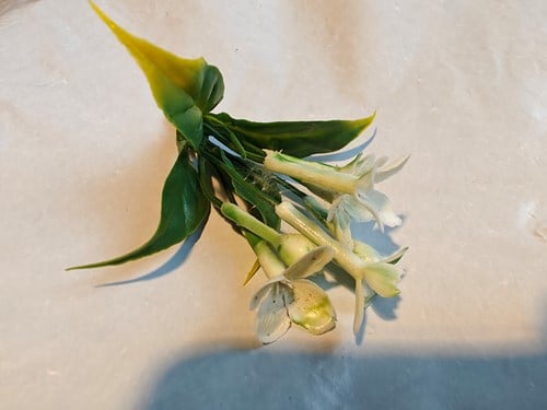 [A-027185] Corsage pick Stephanotus Wit 1 bloem per stuk