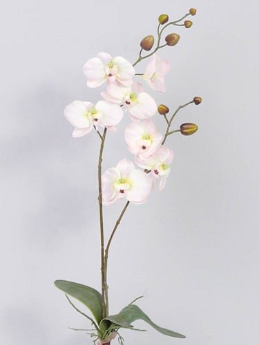 [A-019534] Orchidee Phalaenopsis ZachtRoze Zijden plant blad en wortel 75 cm 2 takken 7 bloemen