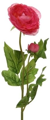 [A-025845] Ranonkel Camelia Donkerroze 8x10x57 cm per stuk