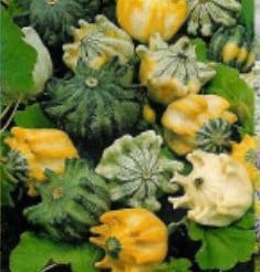 [A-017812] Kronen Mix Kalebas basiseenheid zaden